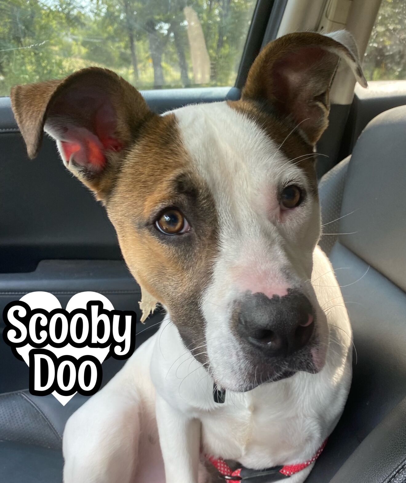 Scooby Doo